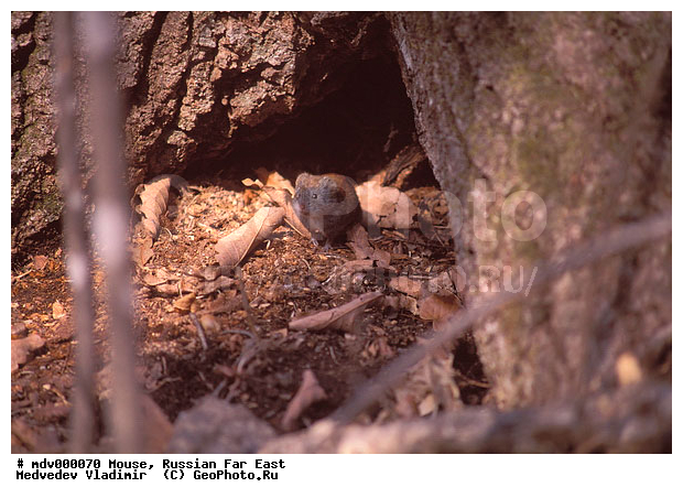 ������� ������, ������, ��������, ������-�����, �����������, �����, ������-����� ������, �������������, ����, ��������, ��������, �������������, �������������, �����, �����, XYZ, ���������, Cricetidae, ������-����� ������, ������-����� �������, Myodes rufocanus, Clethrionomys rufocanus