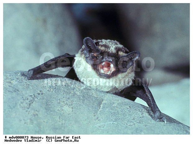 ������� ������, ��������, ������-�����, �����������, �����, �������, ������� ����, �������������, ����