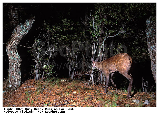 ������� ������, ��������, ������-�����, �����������, �����, �������, ��������, ��������, �������������, ��������, ��������, �������������, �������������, �����, �����, XYZ, ����������, ���������, Moschidae, �������, ��������� �������, Moschus moschiferus