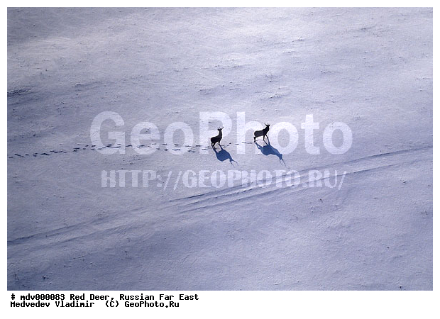 ������� ������, ������, ��������, ������-�����, �����������, ����������� �����, �����, ��������, ��������, �������������, �������������, �����, �����, XYZ, ��������, ������, Cervidae, ������, �����, Cervus elaphus xanthopygus, Cervus canadensis xanthopygus, ����������� �����