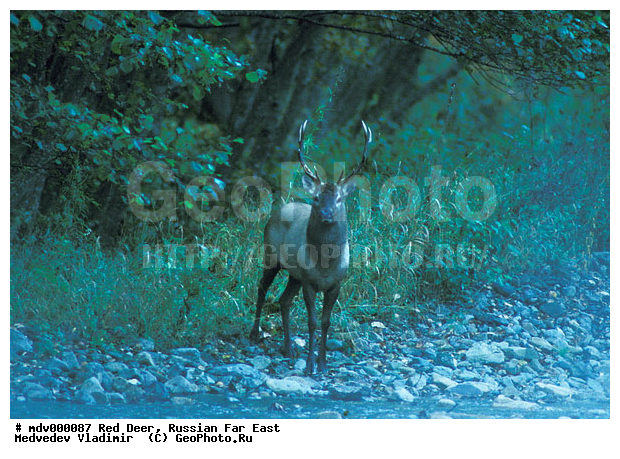 ������� ������, ������, ��������, ������-�����, �����������, ����������� �����, �����, ��������, ��������, �������������, �������������, �����, �����, XYZ, ��������, ������, Cervidae, ������, �����, Cervus elaphus xanthopygus, Cervus canadensis xanthopygus, ����������� �����