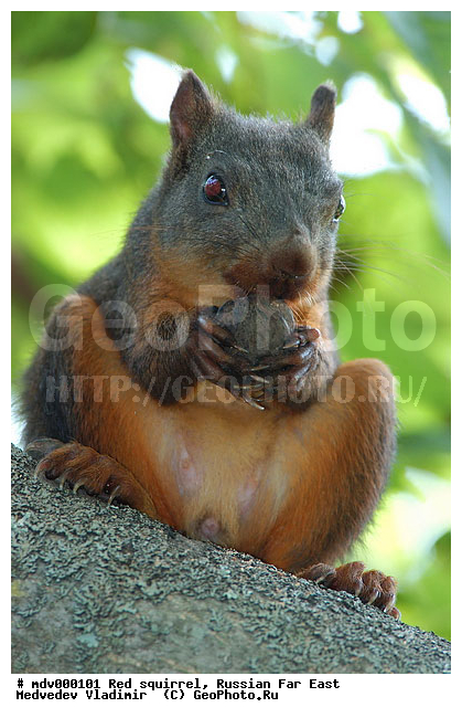 ������� ������, ��������, ������-�����, �����������, �����, �����, ���, �������, �������������, 
��������, ��������, �������������, �������������, �����, �����, XYZ, �������, Sciuridae, ������������ �����, �����, Sciurus vulgaris

