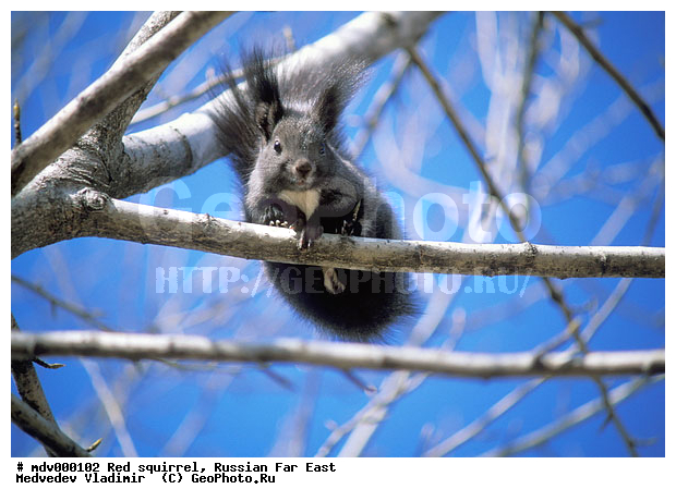 ������� ������, ��������, ������-�����, �����������, �����, �����, ���, �������, �������������, 
��������, ��������, �������������, �������������, �����, �����, XYZ, �������, Sciuridae, ������������ �����, �����, Sciurus vulgaris
