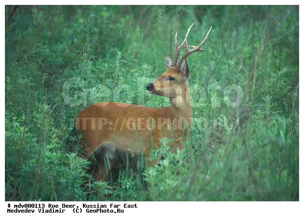 ������� ������, ��������, ������-�����, �����������, �����, ��������, ��������, ������, �������������, Capreolus pygargus , �������������, �����, �����, XYZ, ��������, ������, Cervidae, ��������� ������, Capreolus pygargus