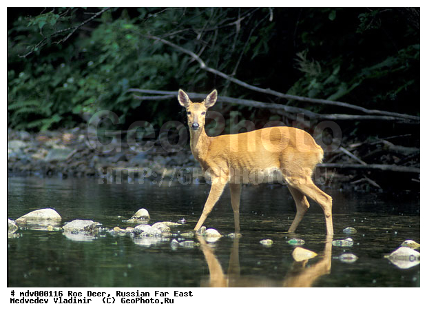 ������� ������, ��������, ������-�����, �����������, �����, ��������, ��������, ������, �������������, Capreolus pygargus , �������������, �����, �����, XYZ, ��������, ������, Cervidae, ��������� ������, Capreolus pygargus