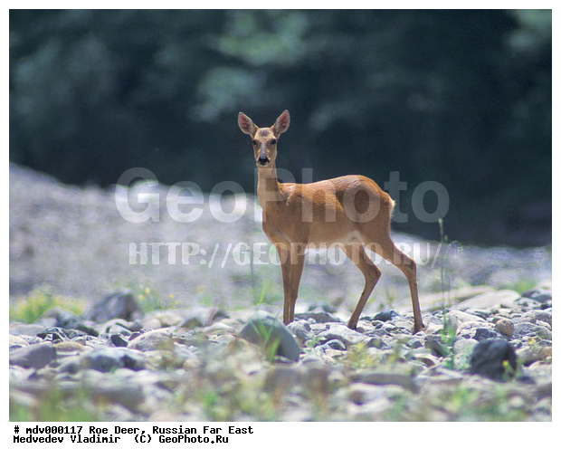 ������� ������, ��������, ������-�����, �����������, �����, ��������, ��������, ������, �������������, Capreolus pygargus , �������������, �����, �����, XYZ, ��������, ������, Cervidae, ��������� ������, Capreolus pygargus