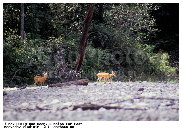 ������� ������, ��������, ������-�����, �����������, �����, ��������, ��������, ������, �������������, Capreolus pygargus , �������������, �����, �����, XYZ, ��������, ������, Cervidae, ��������� ������, Capreolus pygargus