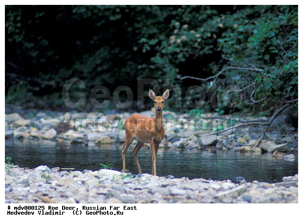 ������� ������, ��������, ������-�����, �����������, �����, ��������, ��������, ������, �������������, Capreolus pygargus , �������������, �����, �����, XYZ, ��������, ������, Cervidae, ��������� ������, Capreolus pygargus