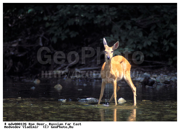 ������� ������, ��������, ������-�����, �����������, �����, ��������, ��������, ������, �������������, Capreolus pygargus , �������������, �����, �����, XYZ, ��������, ������, Cervidae, ��������� ������, Capreolus pygargus