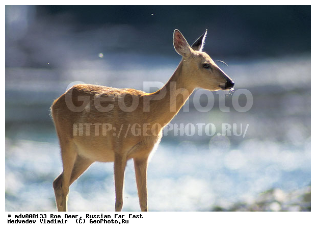 ������� ������, ��������, ������-�����, �����������, �����, ��������, ��������, ������, �������������, Capreolus pygargus , �������������, �����, �����, XYZ, ��������, ������, Cervidae, ��������� ������, Capreolus pygargus