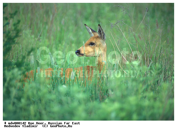 ������� ������, ��������, ������-�����, �����������, �����, ��������, ��������, ������, �������������, Capreolus pygargus , �������������, �����, �����, XYZ, ��������, ������, Cervidae, ��������� ������, Capreolus pygargus