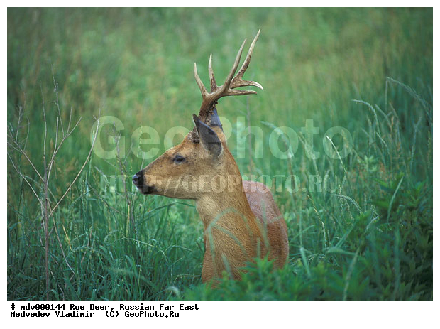 ������� ������, ��������, ������-�����, �����������, �����, ��������, ��������, ������, �������������, Capreolus pygargus , �������������, �����, �����, XYZ, ��������, ������, Cervidae, ��������� ������, Capreolus pygargus