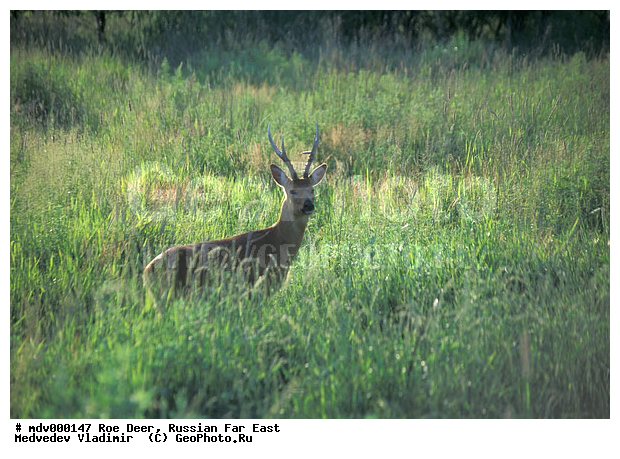 ������� ������, ��������, ������-�����, �����������, �����, ��������, ��������, ������, �������������, Capreolus pygargus , �������������, �����, �����, XYZ, ��������, ������, Cervidae, ��������� ������, Capreolus pygargus