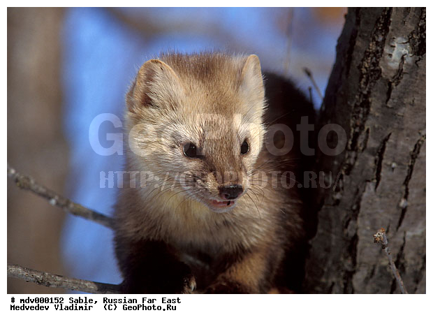 ������� ������, ��������, ������-�����, �����������, �����, �������������, ������, ��������, ��������, �������������, �������������, �����, �����, �������, ������, XYZ, �����, ���������, Mustelidae, ������, Martes zibellina
