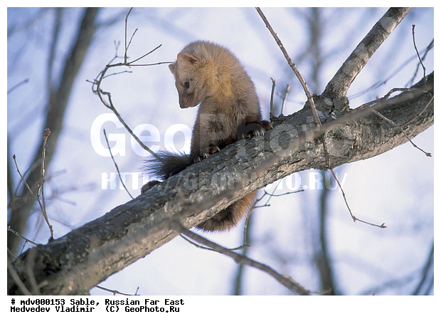 ������� ������, ��������, ������-�����, �����������, �����, �������������, ������, ��������, ��������, �������������, �������������, �����, �����, �������, ������, XYZ, �����, ���������, Mustelidae, ������, Martes zibellina