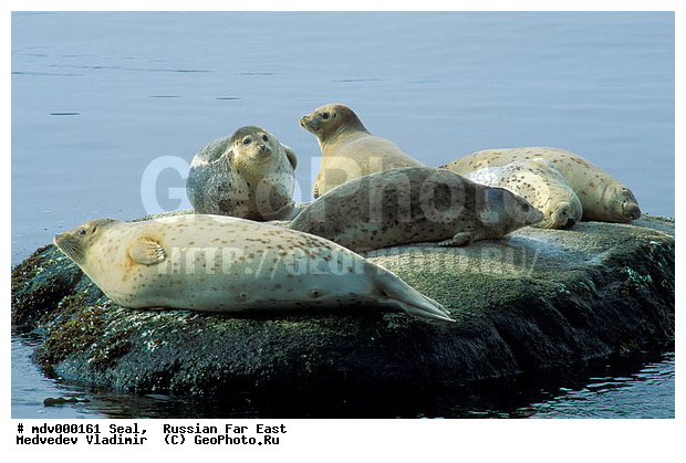 ��������������� ������� ����������, ������� ������, ��������� ����������, ��������, ������-�����, �����������, ������-�������� ���������� ����������, �������� ����, �����, �����, �������������, �������, ���������, ������, ������� �������������, ������� �������������, ������� �����, XYZ, ��������� ������, Phocidae, �����, ϸ����� �����, Phoca largha, Phoca vitulina largha