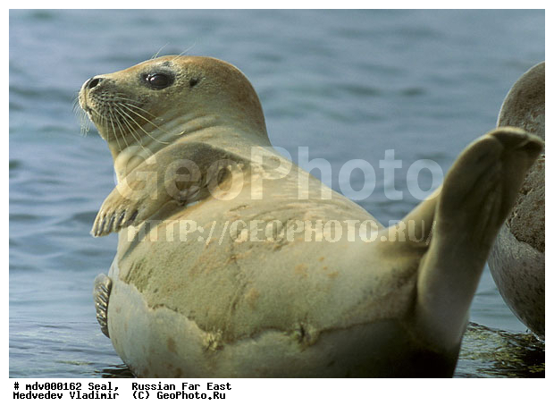 ��������������� ������� ����������, ������� ������, ��������� ����������, ��������, ������-�����, �����������, ������-�������� ���������� ����������, �������� ����, �����, �����, �������������, �������, ���������, ������, ������� �������������, ������� �������������, ������� �����, XYZ, ��������� ������, Phocidae, �����, ϸ����� �����, Phoca largha, Phoca vitulina largha