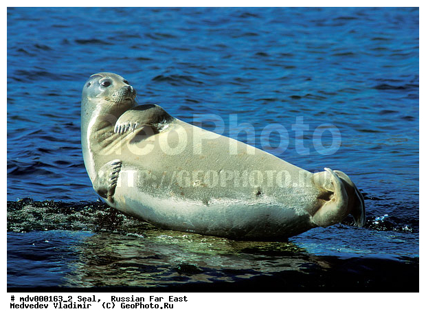 ��������������� ������� ����������, ������� ������, ��������� ����������, ��������, ������-�����, �����������, ������-�������� ���������� ����������, �������� ����, �����, �����, �������������, �������, ���������, ������, ������� �������������, ������� �������������, ������� �����, XYZ, ��������� ������, Phocidae, �����, ϸ����� �����, Phoca largha, Phoca vitulina largha