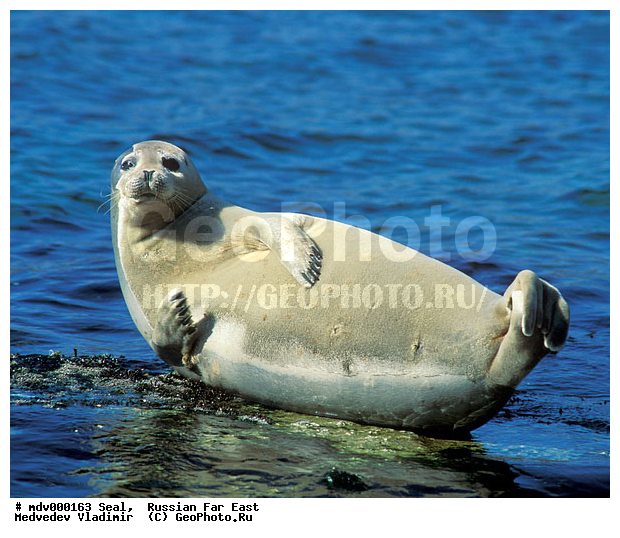 ��������������� ������� ����������, ������� ������, ��������� ����������, ��������, ������-�����, �����������, ������-�������� ���������� ����������, �������� ����, �����, �����, �������������, �������, ���������, ������, ������� �������������, ������� �������������, ������� �����, XYZ, ��������� ������, Phocidae, �����, ϸ����� �����, Phoca largha, Phoca vitulina largha