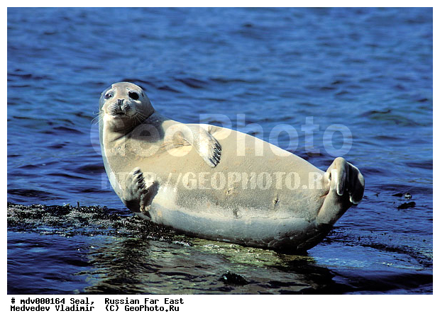 ��������������� ������� ����������, ������� ������, ��������� ����������, ��������, ������-�����, �����������, ������-�������� ���������� ����������, �������� ����, �����, �����, �������������, �������, ���������, ������, ������� �������������, ������� �������������, ������� �����, XYZ, ��������� ������, Phocidae, �����, ϸ����� �����, Phoca largha, Phoca vitulina largha