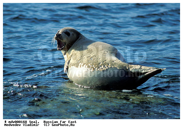 ��������������� ������� ����������, ������� ������, ��������� ����������, ��������, ������-�����, �����������, ������-�������� ���������� ����������, �������� ����, �����, �����, �������������, �������, ���������, ������, ������� �������������, ������� �������������, ������� �����, XYZ, ��������� ������, Phocidae, �����, ϸ����� �����, Phoca largha, Phoca vitulina largha