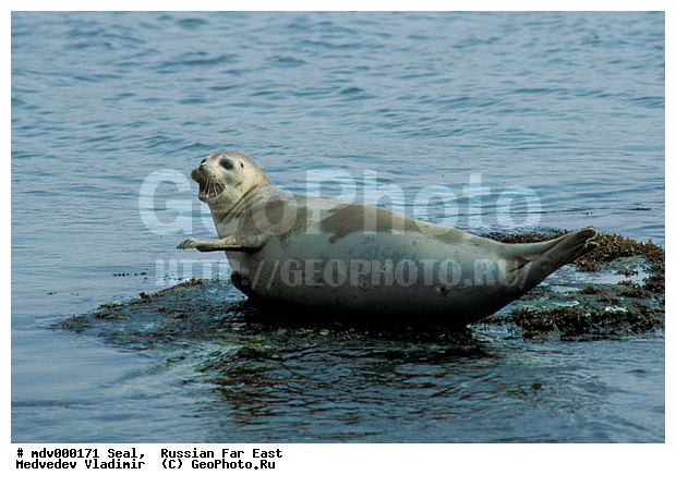 ��������������� ������� ����������, ������� ������, ��������� ����������, ��������, ������-�����, �����������, ������-�������� ���������� ����������, �������� ����, �����, �����, �������������, �������, ���������, ������, ������� �������������, ������� �������������, ������� �����, XYZ, ��������� ������, Phocidae, �����, ϸ����� �����, Phoca largha, Phoca vitulina largha