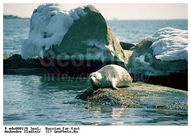 ��������������� ������� ����������, ������� ������, ��������� ����������, ��������, ������-�����, �����������, ������-�������� ���������� ����������, �������� ����, �����, �����, �������������, �������, ���������, ������, ������� �������������, ������� �������������, ������� �����, XYZ, ��������� ������, Phocidae, �����, ϸ����� �����, Phoca largha, Phoca vitulina largha