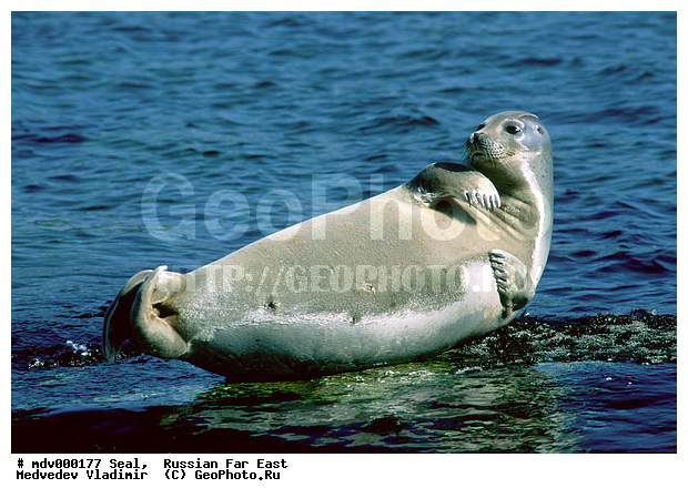 ��������������� ������� ����������, ������� ������, ��������� ����������, ��������, ������-�����, �����������, ������-�������� ���������� ����������, �������� ����, �����, �����, �������������, �������, ���������, ������, ������� �������������, ������� �������������, ������� �����, XYZ, ��������� ������, Phocidae, �����, ϸ����� �����, Phoca largha, Phoca vitulina largha