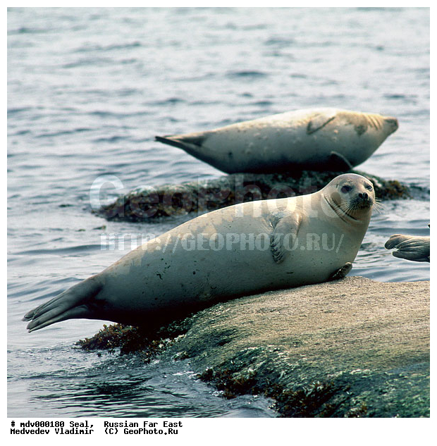 ��������������� ������� ����������, ������� ������, ��������� ����������, ��������, ������-�����, �����������, ������-�������� ���������� ����������, �������� ����, �����, �����, �������������, �������, ���������, ������, ������� �������������, ������� �������������, ������� �����, XYZ, ��������� ������, Phocidae, �����, ϸ����� �����, Phoca largha, Phoca vitulina largha