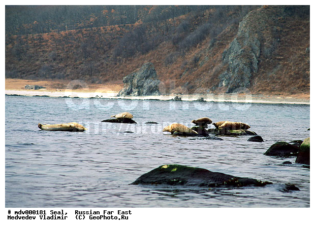 ��������������� ������� ����������, ������� ������, ��������� ����������, ��������, ������-�����, �����������, ������-�������� ���������� ����������, �������� ����, �����, �����, �������������, �������, ���������, ������, ������� �������������, ������� �������������, ������� �����, XYZ, ��������� ������, Phocidae, �����, ϸ����� �����, Phoca largha, Phoca vitulina largha