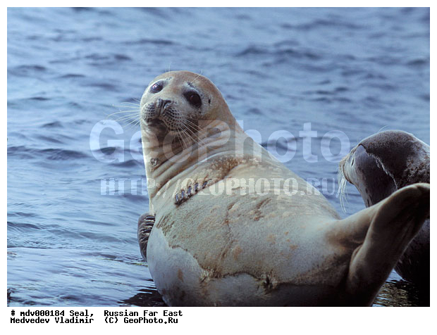 ��������������� ������� ����������, ������� ������, ��������� ����������, ��������, ������-�����, �����������, ������-�������� ���������� ����������, �������� ����, �����, �����, �������������, �������, ���������, ������, ������� �������������, ������� �������������, ������� �����, XYZ, ��������� ������, Phocidae, �����, ϸ����� �����, Phoca largha, Phoca vitulina largha