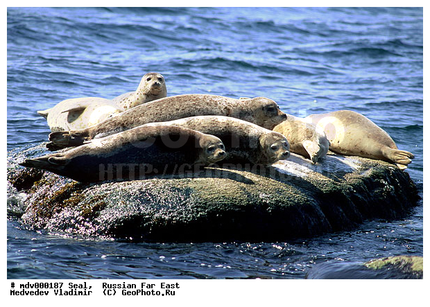 ��������������� ������� ����������, ������� ������, ��������� ����������, ��������, ������-�����, �����������, ������-�������� ���������� ����������, �������� ����, �����, �����, �������������, �������, ���������, ������, ������� �������������, ������� �������������, ������� �����, XYZ, ��������� ������, Phocidae, �����, ϸ����� �����, Phoca largha, Phoca vitulina largha