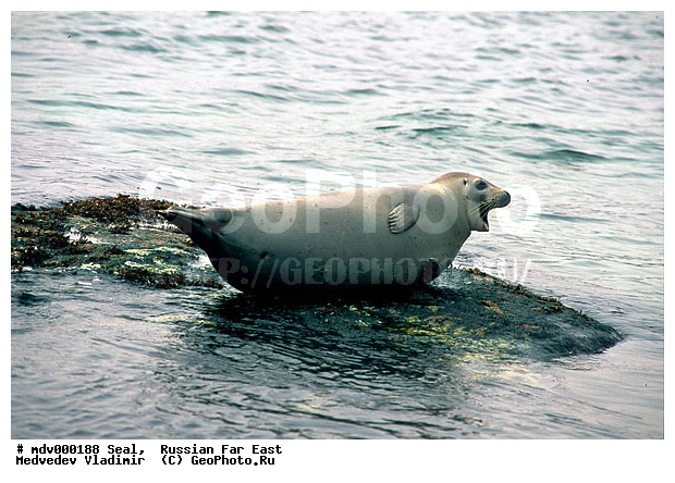 ��������������� ������� ����������, ������� ������, ��������� ����������, ��������, ������-�����, �����������, ������-�������� ���������� ����������, �������� ����, �����, �����, �������������, �������, ���������, ������, ������� �������������, ������� �������������, ������� �����, XYZ, ��������� ������, Phocidae, �����, ϸ����� �����, Phoca largha, Phoca vitulina largha