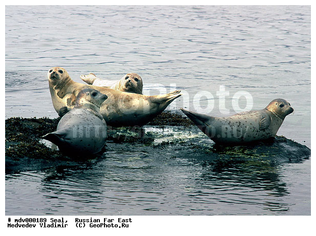 ��������������� ������� ����������, ������� ������, ��������� ����������, ��������, ������-�����, �����������, ������-�������� ���������� ����������, �������� ����, �����, �����, �������������, �������, ���������, ������, ������� �������������, ������� �������������, ������� �����, XYZ, ��������� ������, Phocidae, �����, ϸ����� �����, Phoca largha, Phoca vitulina largha