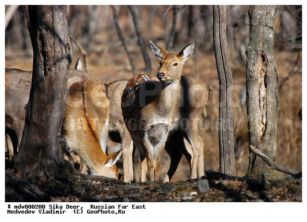 ������� ������, ��������, ������-�����, �����������, �����, ��������, ��������, �������������, �����, �������������, �����, �����, XYZ, ��������, ������, Cervidae, ��������� �����, Cervus nippon