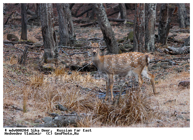 ������� ������, ��������, ������-�����, �����������, �����, ��������, ��������, �������������, �����, �������������, �����, �����, XYZ, ��������, ������, Cervidae, ��������� �����, Cervus nippon