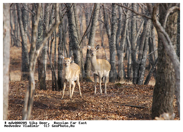 ������� ������, ��������, ������-�����, �����������, �����, ��������, ��������, �������������, �����, �������������, �����, �����, XYZ, ��������, ������, Cervidae, ��������� �����, Cervus nippon