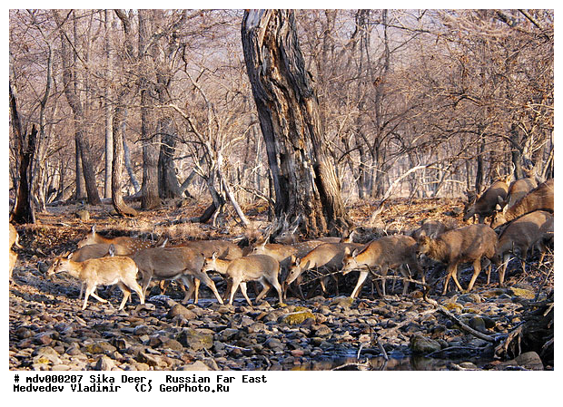 ������� ������, ��������, ������-�����, �����������, �����, ��������, ��������, �������������, �����, �������������, �����, �����, XYZ, ��������, ������, Cervidae, ��������� �����, Cervus nippon