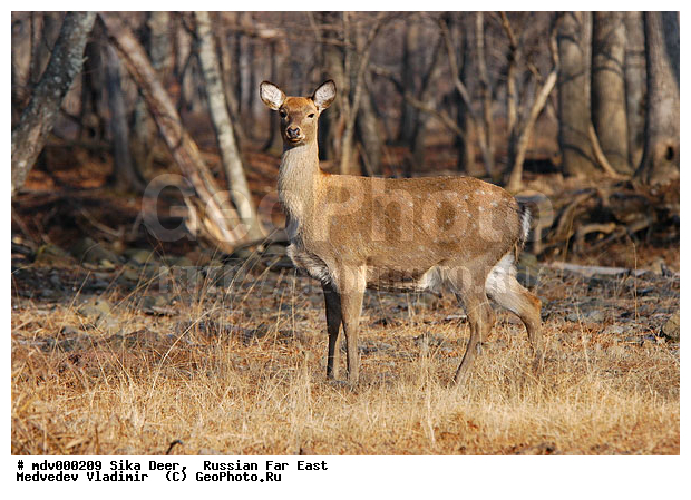 ������� ������, ��������, ������-�����, �����������, �����, ��������, ��������, �������������, �����, �������������, �����, �����, XYZ, ��������, ������, Cervidae, ��������� �����, Cervus nippon