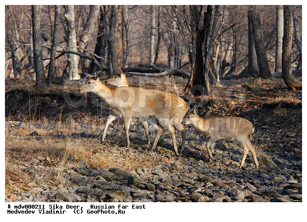 ������� ������, ��������, ������-�����, �����������, �����, ��������, ��������, �������������, �����, �������������, �����, �����, XYZ, ��������, ������, Cervidae, ��������� �����, Cervus nippon