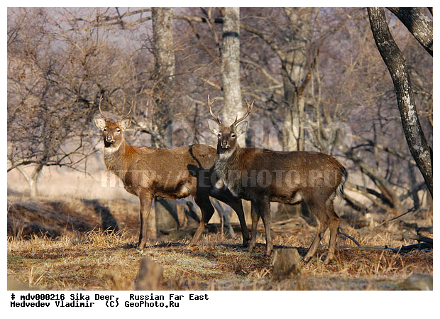 ������� ������, ��������, ������-�����, �����������, �����, ��������, ��������, �������������, �����, �������������, �����, �����, XYZ, ��������, ������, Cervidae, ��������� �����, Cervus nippon