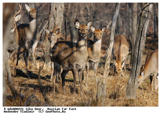 ������� ������, ��������, ������-�����, �����������, �����, ��������, ��������, �������������, �����, �������������, �����, �����, XYZ, ��������, ������, Cervidae, ��������� �����, Cervus nippon