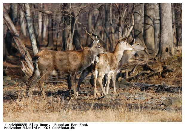 ������� ������, ��������, ������-�����, �����������, �����, ��������, ��������, �������������, �����, �������������, �����, �����, XYZ, ��������, ������, Cervidae, ��������� �����, Cervus nippon