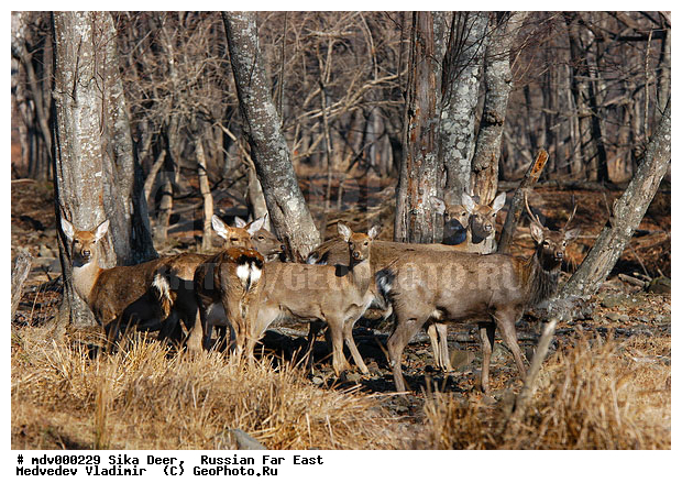 ������� ������, ��������, ������-�����, �����������, �����, ��������, ��������, �������������, �����, �������������, �����, �����, XYZ, ��������, ������, Cervidae, ��������� �����, Cervus nippon