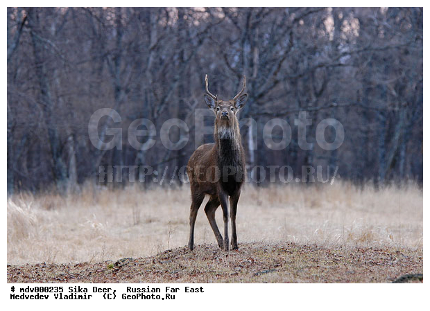 ������� ������, ��������, ������-�����, �����������, �����, ��������, ��������, �������������, �����, �������������, �����, �����, XYZ, ��������, ������, Cervidae, ��������� �����, Cervus nippon