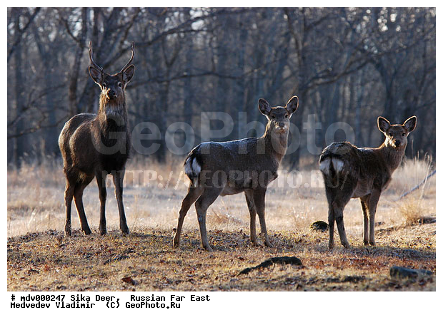 ������� ������, ��������, ������-�����, �����������, �����, ��������, ��������, �������������, �����, �������������, �����, �����, XYZ, ��������, ������, Cervidae, ��������� �����, Cervus nippon