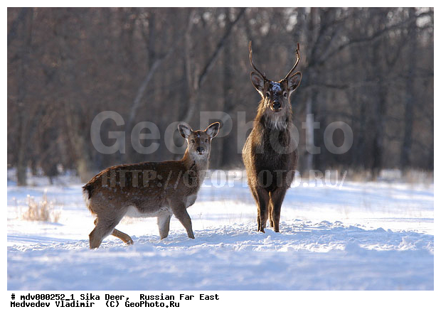 ������� ������, ��������, ������-�����, �����������, �����, ��������, ��������, �������������, �����, �������������, �����, �����, XYZ, ��������, ������, Cervidae, ��������� �����, Cervus nippon