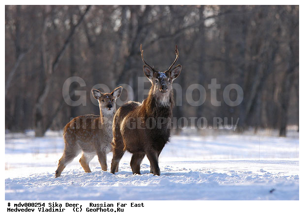 ������� ������, ��������, ������-�����, �����������, �����, ��������, ��������, �������������, �����, �������������, �����, �����, XYZ, ��������, ������, Cervidae, ��������� �����, Cervus nippon