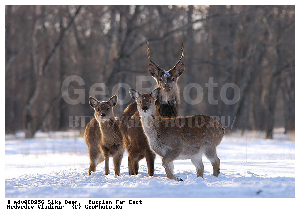 ������� ������, ��������, ������-�����, �����������, �����, ��������, ��������, �������������, �����, �������������, �����, �����, XYZ, ��������, ������, Cervidae, ��������� �����, Cervus nippon