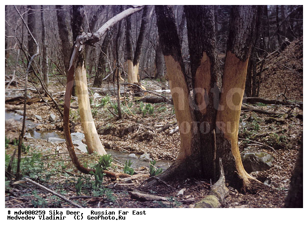������� ������, ��������, ������-�����, �����������, �����, ��������, ��������, �������������, �����, �������������, �����, �����, XYZ, ��������, ������, Cervidae, ��������� �����, Cervus nippon